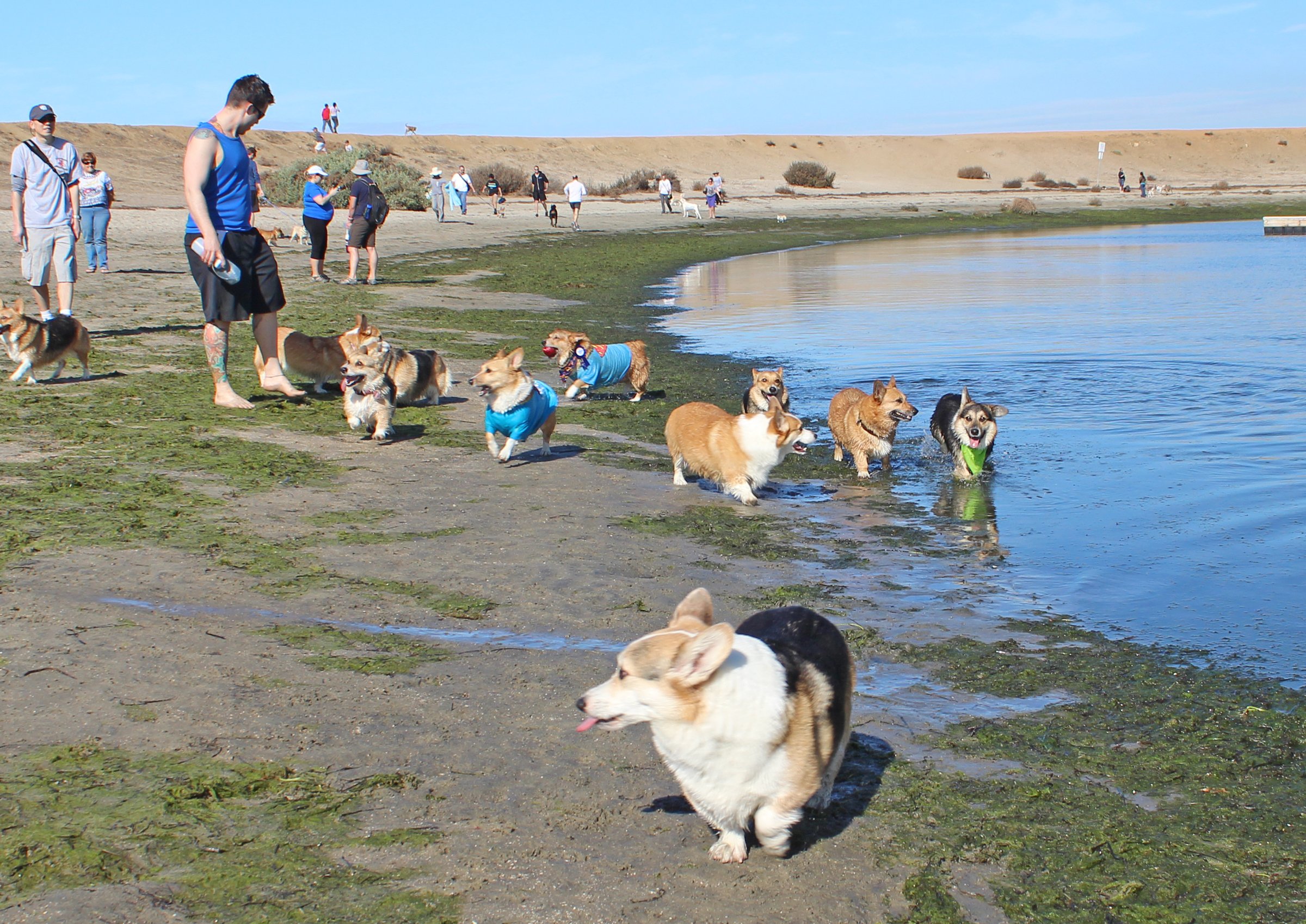 Fiesta Island Dog Park dog park